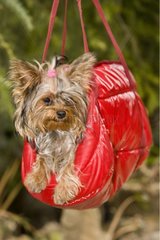 Yorkshire-terrier suspended in a small bag