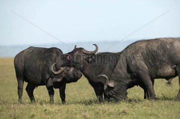 Cape Buffaloes in the national park of Masaï Mara Kenya [