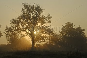 Rising sunbeam passing through a tree Brognard Doubs France