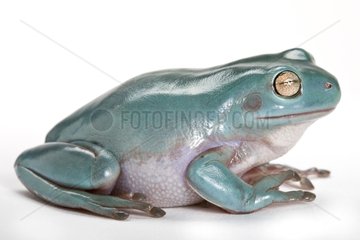 White's tree frog adult