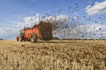 Spreading manure on a field covered with stubble