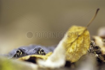 European Common Frog in the forest near a pond