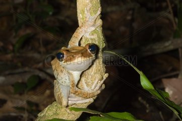 Giant Broad-headed Treefrog on a trunk French Guiana