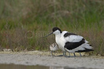 Piet Avocet sheltering its fledglings under its wings France