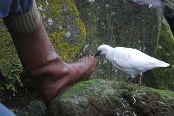 Black-faced Sheathbill feeling the boot of a scientist