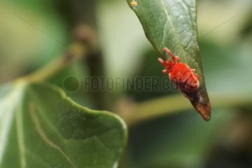 Hervest mite on a Ivy leaf