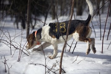 Beagle on the track of a hare during a contest Quebec