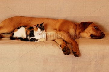 Chien bâtard et chatte de maison tricolore couchés