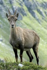 Sorgfältige weibliche Ibex Vanoise Frankreich