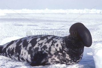 Hooded Seal male on the ice of the ice-barrier Canada