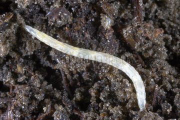 Diptere larvae in the soil