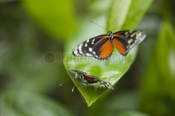 Butterflies on a leaf Refuge Hacienda Barù Costa Rica
