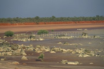 Plage dans une zone de mangrove clairsemée WA Australie