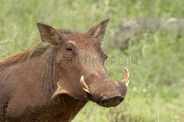 Portrait of a Desert Warthog Kruger National Park