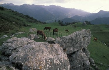 Landschaft mit Puerto -Pferden von Llos Spanien