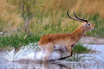 Red Lechwe buck running on water Botswana