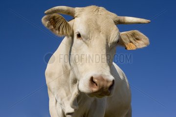 Porträt einer Kuhblondine d'Aquitaine Frankreich