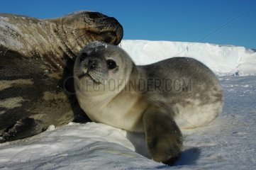 Weddell Seal Whitecoat and it mother Terre Adelie