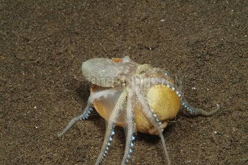 Juvenile Veined octopus using snail shell for protection