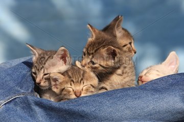 Porträt von Kätzchen  die auf Hosen schlafen