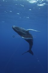 Humpback whale Atlantic Ocean Dominican Republic