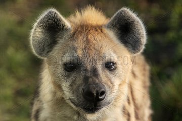 Speckled hyena