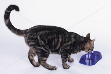 Gestreifte Katze  die in der Studio Plastikschale isst