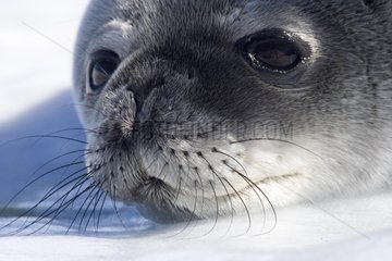 Young Weddell seal of the year Terre Adelie
