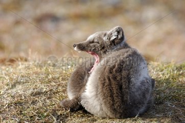 Arctic fow cub lied down yawning Canada