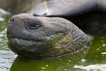 Portrait of a Galapagos Giant Tortoise