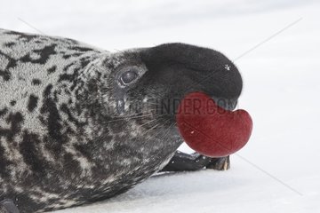 Portrait of Hooded Seal male Madeleine Islands Canada