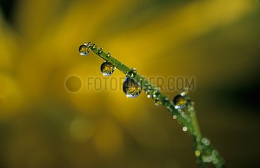 Dewdrop auf einem Gras -Zweig auf gelben Hintergrund