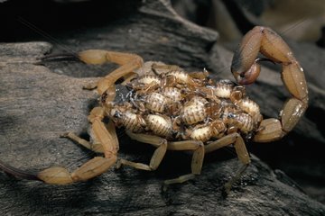 Scorpion portant ses pullus sur son dos Brésil