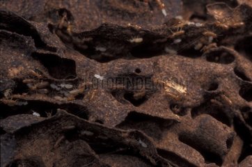 Galeries de Termites nasutitermes Forêt Atlantique Brésil