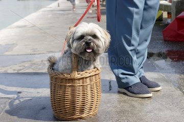 Lhasa Apso dog sitting in a basket