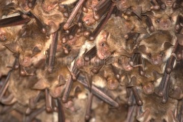 Colony of Mouse-eared bats France