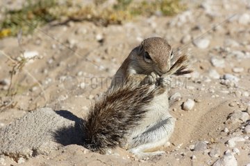 South african ground squirrel grooming Kgalagadi NP
