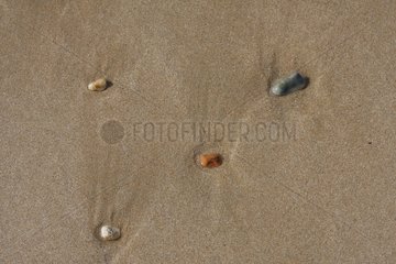 Kieselsteine ??im Sand eines Strandes am Ile de Ré France