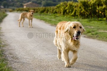 Dogs wandering on a country road France
