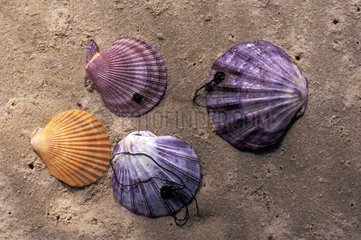 Scallop shells Tasmania
