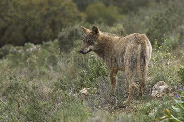 Iberian wolf observing Norway