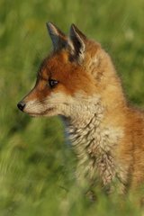 Portrait of a Fox cub at twilight Vosges France