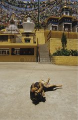 Dog rubbing on the ground in front of an temple India