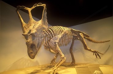 Fossilized and assembled skeleton of Chasmosaurus Canada