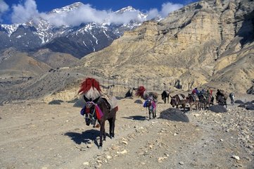 Karawane von Pferden  die den Berg Mustang Nepal hinaufklettern