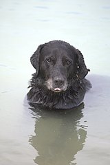Hund badet Frankreich