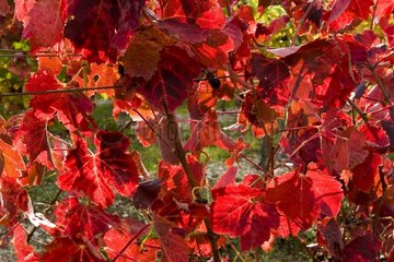 Laub der Reben mit Grapillons in der Herbstprovence