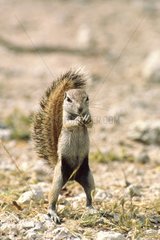 Young South african ground Squirrel eating upright Etosha