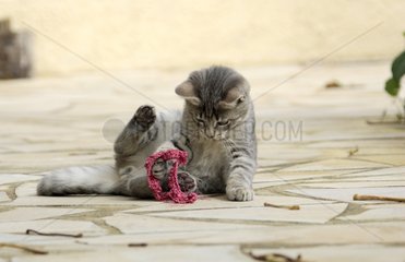 Jeune chat jouant avec un morceau de tissus