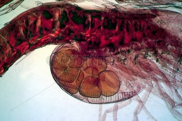 Brown shrimp female organs Zoom x50